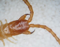 Geophilus flavus