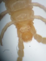 Geophilus flavus