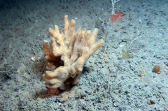 Ulosa digitata