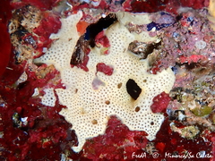 Polysyncraton bilobatum