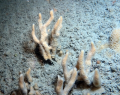Ulosa digitata