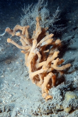 Ulosa digitata