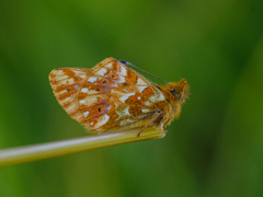 Boloria caucasica