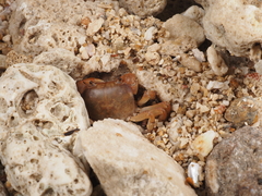 Cyclograpsus integer