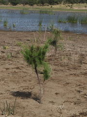 Tamarix chinensis