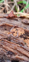Proteroiulus fuscus