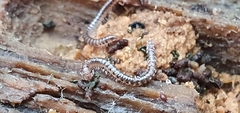 Proteroiulus fuscus