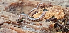 Proteroiulus fuscus
