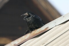 Corvus frugilegus