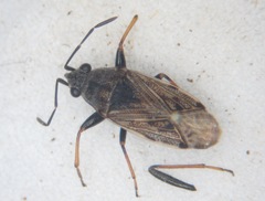 Peritrechus gracilicornis