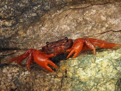 Geograpsus stormi