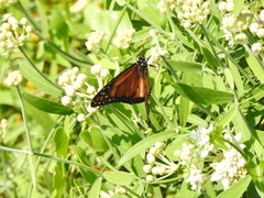 Danaus