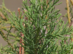 Tamarix chinensis