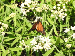 Danaus