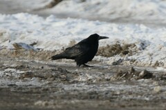 Corvus frugilegus