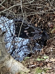 Turdus merula