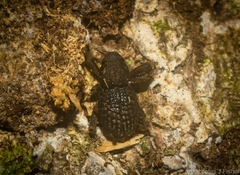 Poropterus difficilis