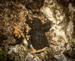 Poropterus difficilis