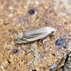 Plectophila micradelpha