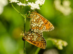Melitaea caucasogenita