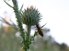 Oedemera