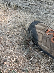 Astragalus allochrous