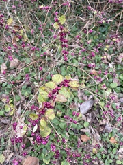 Symphoricarpos orbiculatus