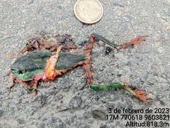 Callimedusa tomopterna