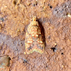 Lophopepla igniferella