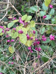 Symphoricarpos orbiculatus