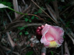 Costaceae