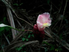 Costaceae