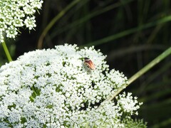 Pseudomops neglectus