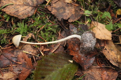 Panaeolus alcis
