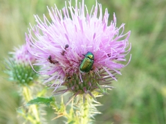 Cryptocephalus sericeus