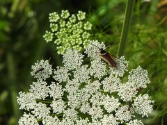 Pseudomops neglectus