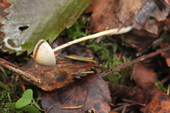 Panaeolus alcis