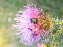 Cryptocephalus sericeus