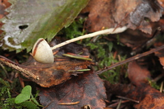 Panaeolus alcis