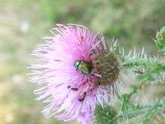 Cryptocephalus sericeus