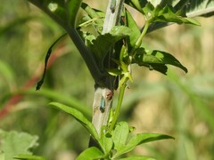 Bucephalogonia xanthophis