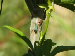 Bucephalogonia xanthophis