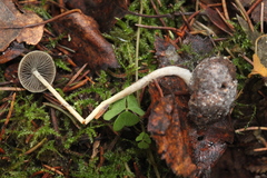 Panaeolus alcis