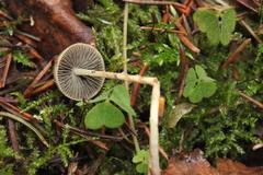 Panaeolus alcis