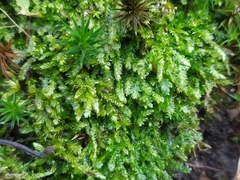 Plagiothecium curvifolium