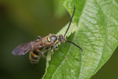 Phalerimeris phalerata