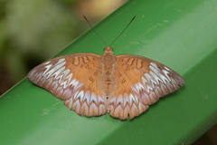 Adoliadini