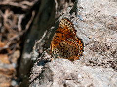 Melitaea arduinna