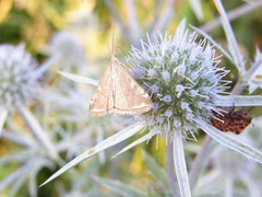 Loxostege sticticalis