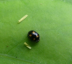 Brachiacantha ursina